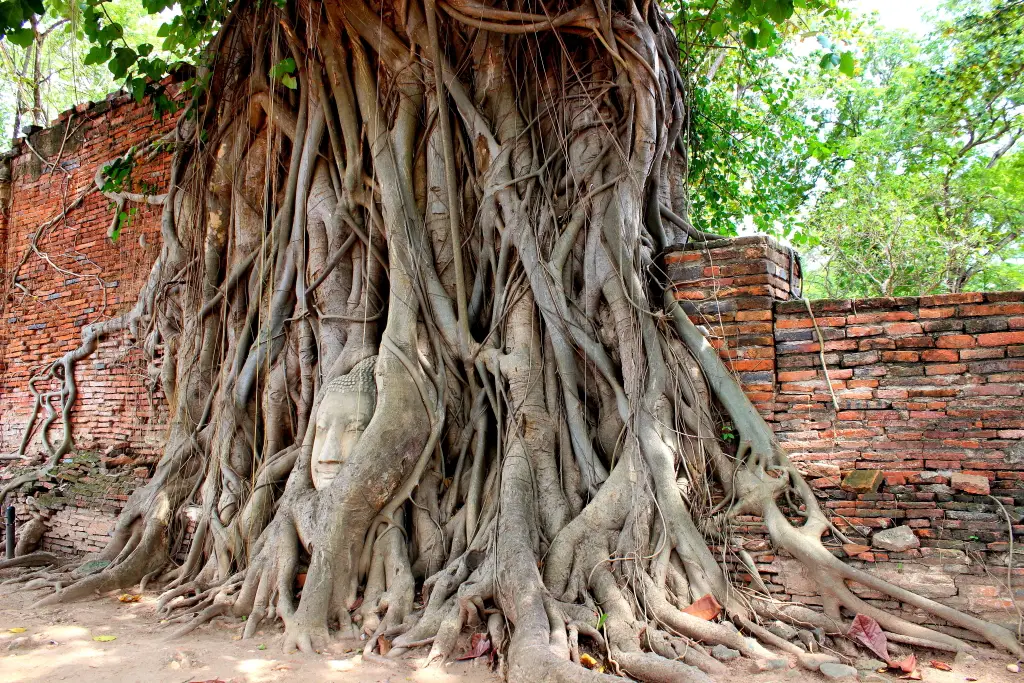 Ayutthaya